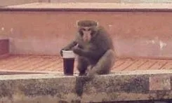 剛到手的麥當勞被搶走!這學校猴群太囂張 外送員復仇拿辣椒芥末全被吞了