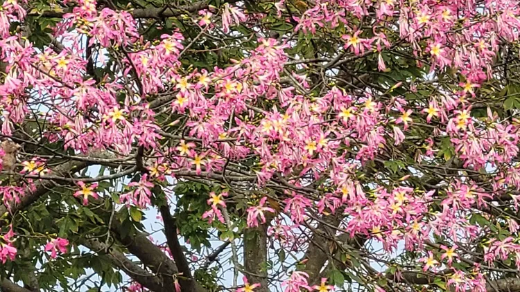 美人樹花朵深秋限定綻放，抬頭望眼盡是桃紅滿樹。魏嘉良攝