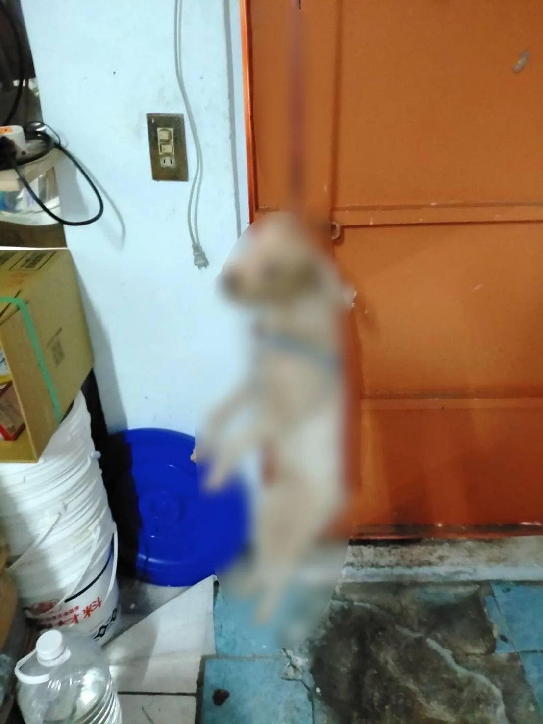 冷血 不爽女友打麻將他竟吊死她的愛犬還傳照狠嗆 死掉了 冷血 不爽女友打麻將他竟吊死她的愛犬還傳照狠嗆 死掉了