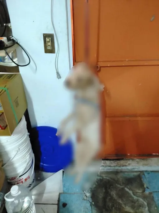 冷血!不爽女友打麻將 他竟吊死她的愛犬還傳照狠嗆「死掉了」