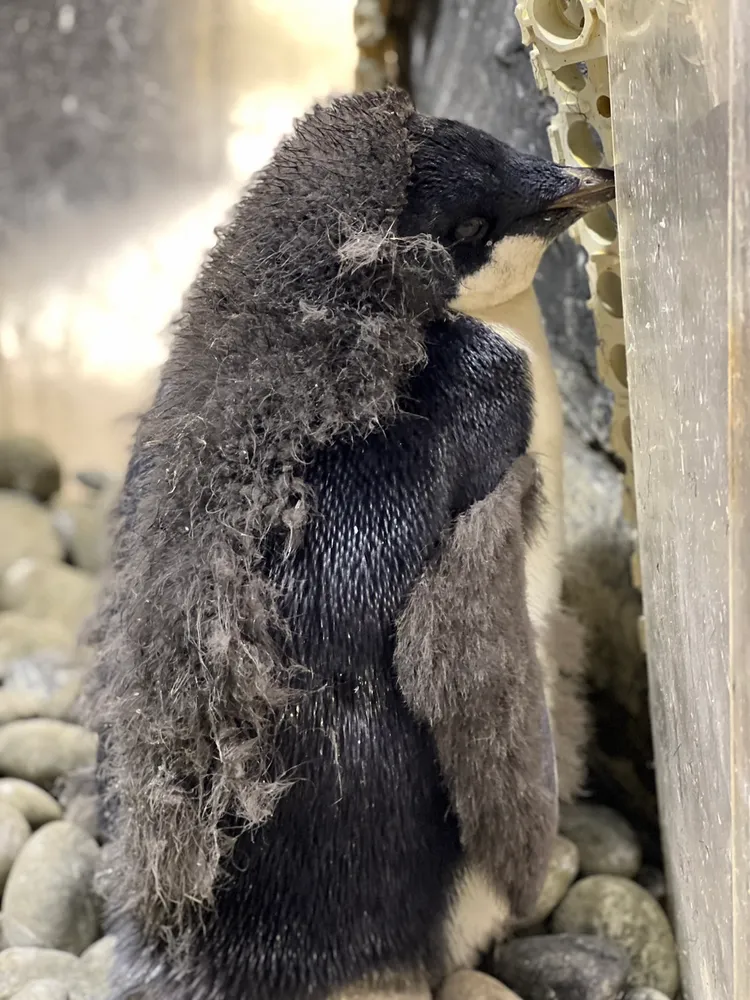 換羽中的阿德利企鵝。屏東海生館提供