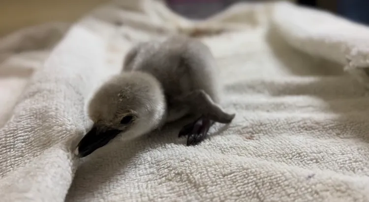 巴布亞企鵝幼鶵。屏東海生館提供
