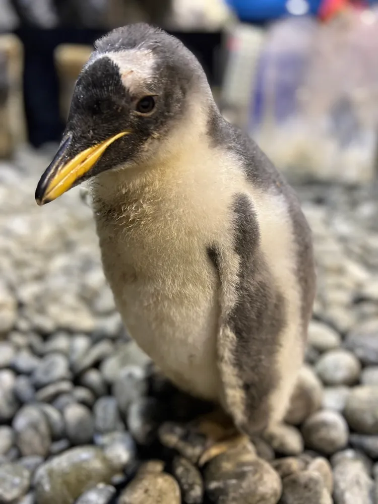 企鵝換羽期的落魄樣，有時看來相當蠢、呆。屏東海生館提供