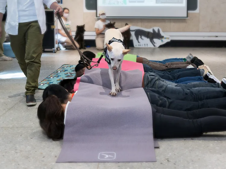 漢堡王與肯納基金會正與心輔犬「狗老師」奶茶互動中。業者提供