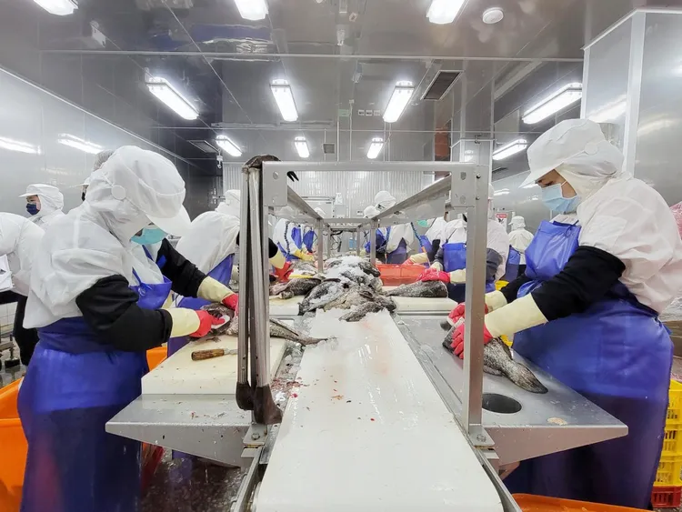 石斑魚進行三去三清作業。漁業署提供