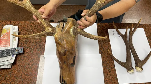 眼睛業障重!2男盜獵保育類長鬃山羊 被逮竟瞎掰:以為打到山豬