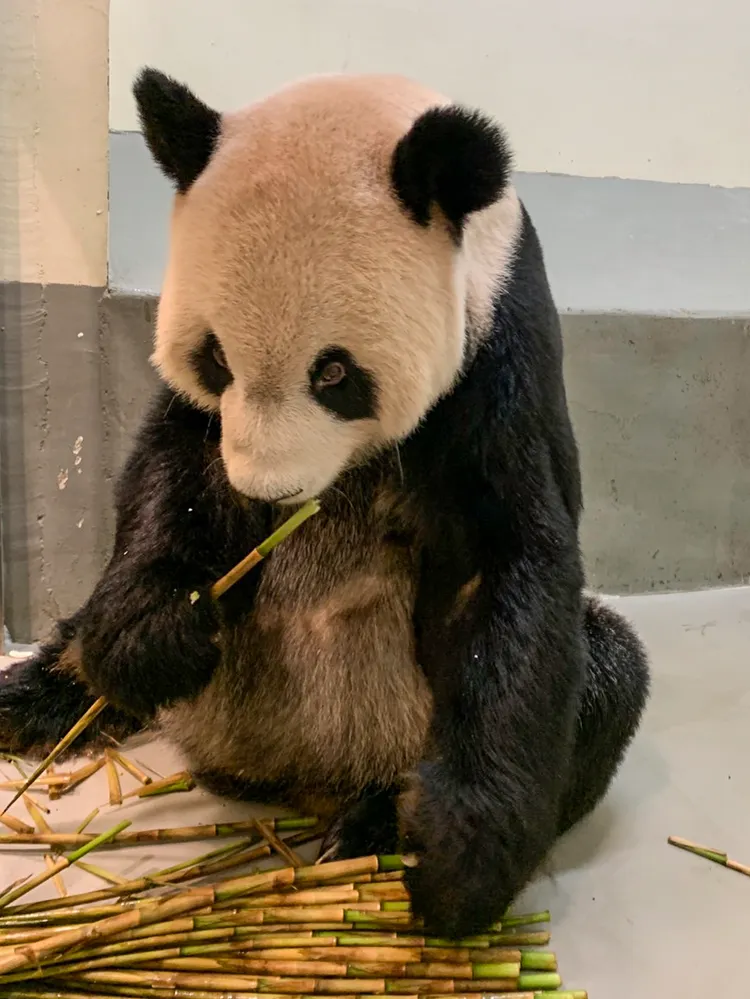 團團食慾及活動力已不復以往。動物園提供