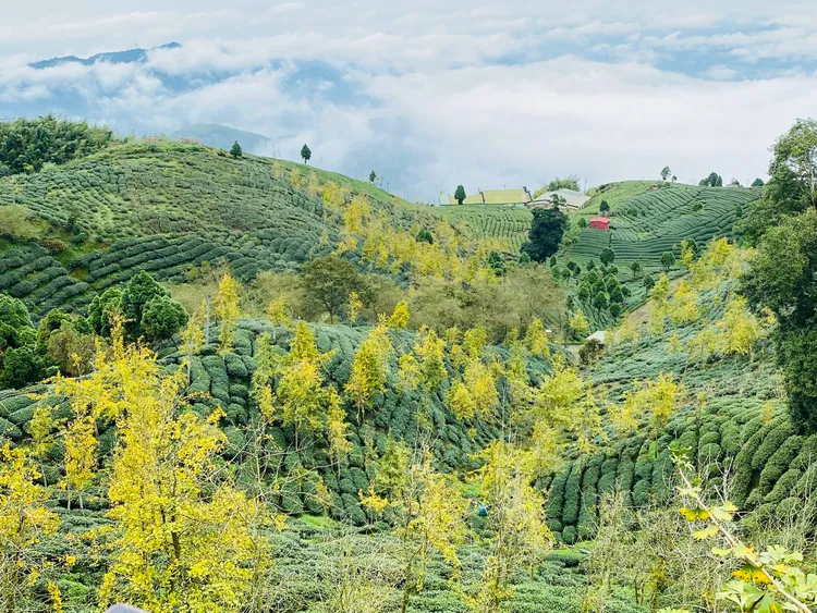 南投鹿谷大崙山觀光茶園銀杏林已轉黃。孫英哲攝