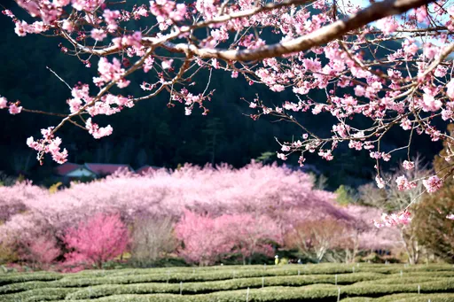 武陵農場櫻花季今開放訂房 逾2500間房「1分鐘秒殺」