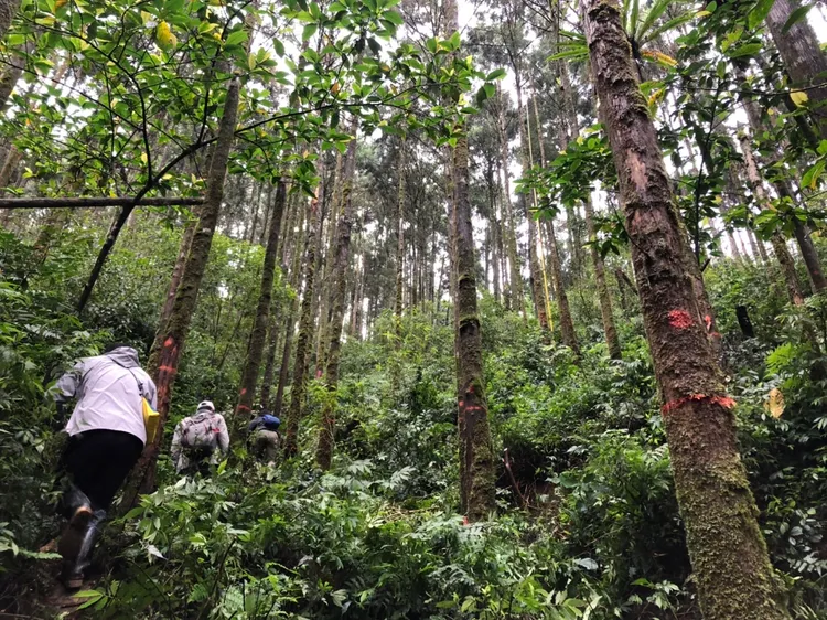 宜蘭員山雙連埤地區的人工柳杉林。林管處提供