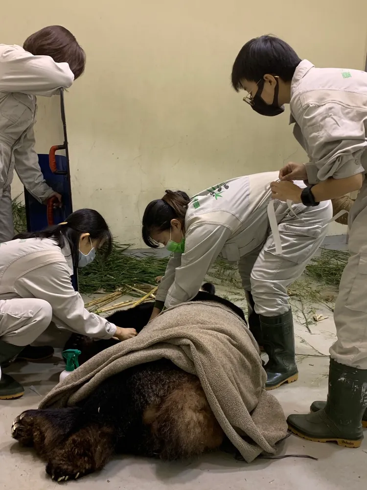 醫療顧問團給藥。動物園提供