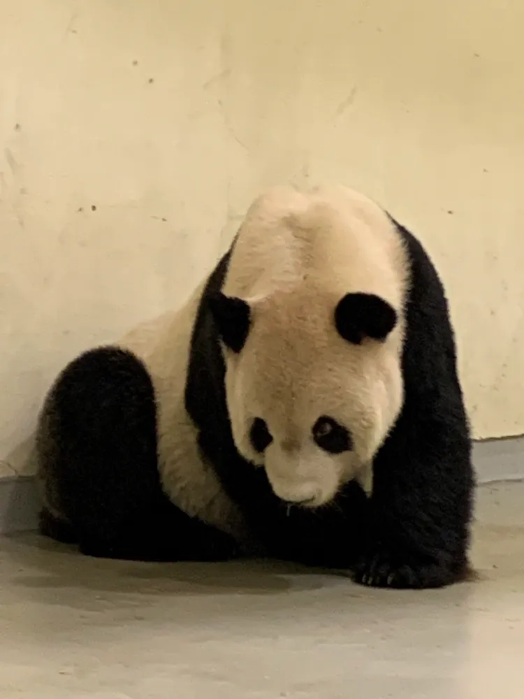 團團明顯後肢無力。動物園提供