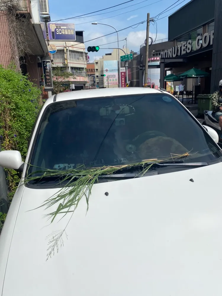擋風玻璃上不時會出現雜草、雜物。車主提供
