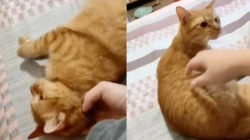 橘喵被摸摸沒形象　被逗樂了！爽翻天秒變諧星