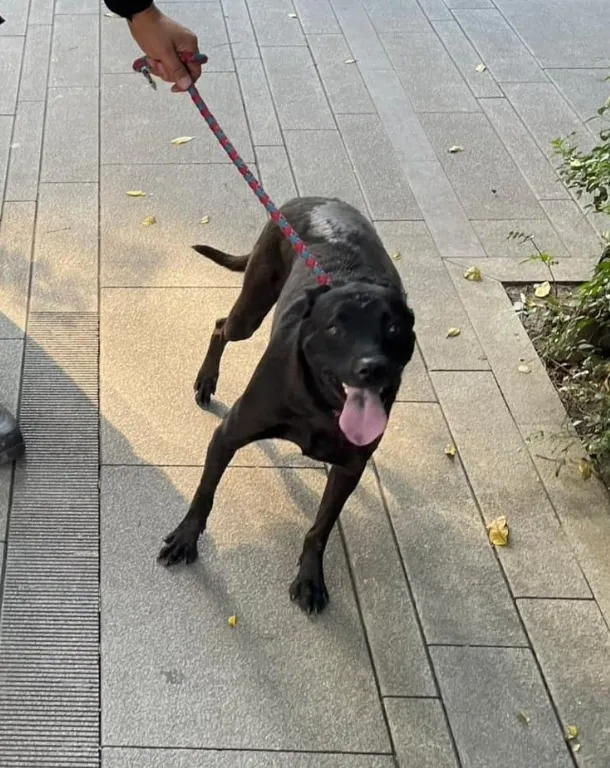 小黑狗已經被邵柏森帶回安置。翻攝臉書／邵柏森-虎哥救援大小事