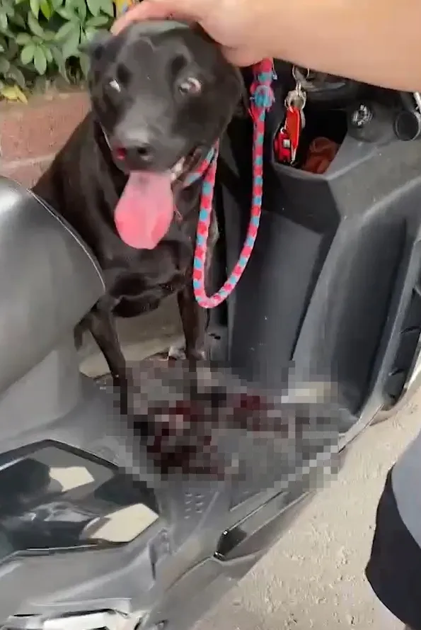 狗狗的腳嚴重受傷，機車上都是鮮血。翻攝臉書《虐待動物惡人整理》