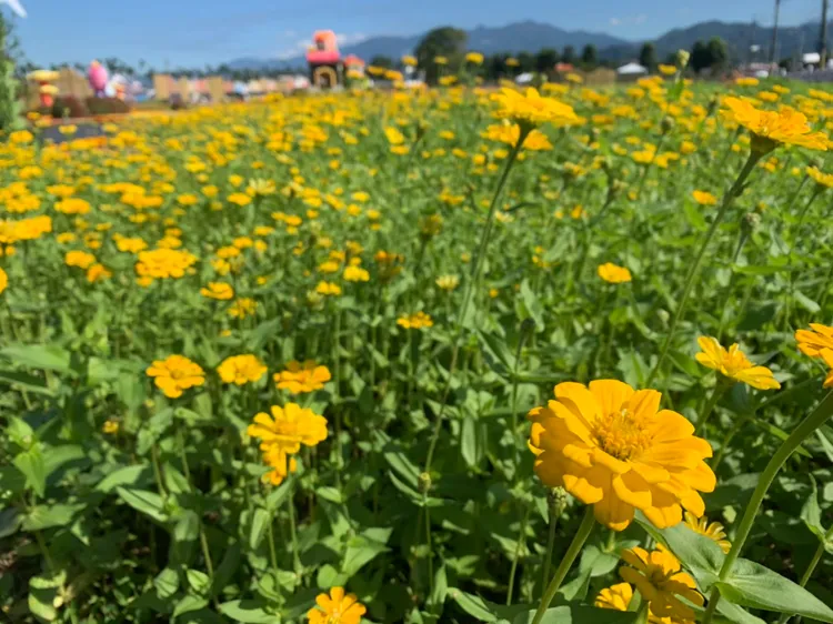 台中花毯節占地1.8公頃，今年種植了19種共20萬株草花，形成美麗花毯。曾雪蒨攝