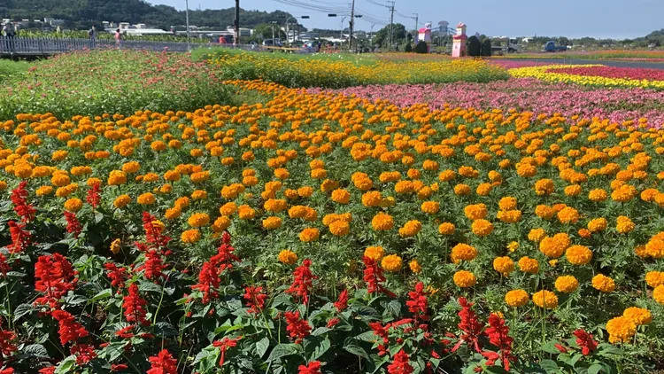 因疫情停辦一年的花毯節周六要重磅回歸，今天已經有民眾已經等不及到現場搶先看！曾雪蒨攝