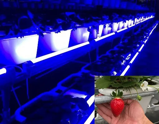 日亞化德國專利訴訟戰獲賠1億元 億光:非終審、將上訴