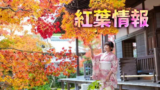 京都賞楓|走進嵐山「常寂光寺」紅黃橘綠彩色天幕 紅葉瀑布近在眼前