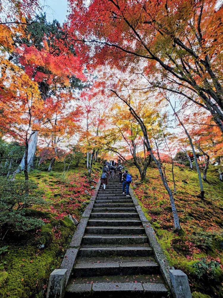 通往本堂的石階路兩旁，同樣有楓紅綠葉交映，形成一條滿是秋天顏色的五彩隧道。田欣雲攝
