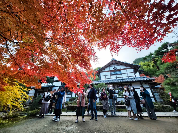 楓紅宛如瀑布，從上方披垂下來。田欣雲攝