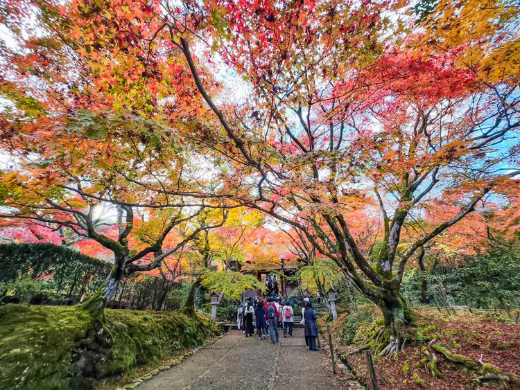 仁王門前紅黃橘綠、多色分呈的彩葉天幕。田欣雲攝