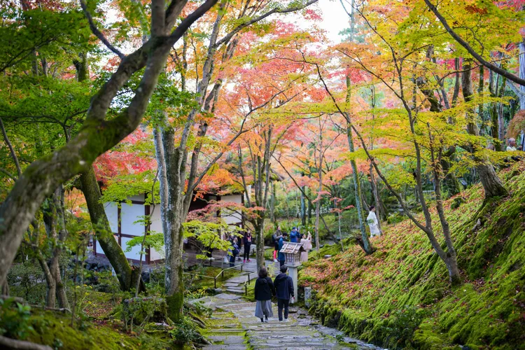 從末吉坂下山、側門出寺，還可順便觀賞整片綠茸茸的可愛苔蘚。田欣雲攝