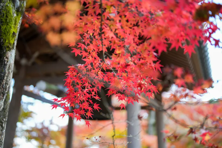 常寂光寺楓紅近在眼前，幾乎平視就能欣賞。田欣雲攝