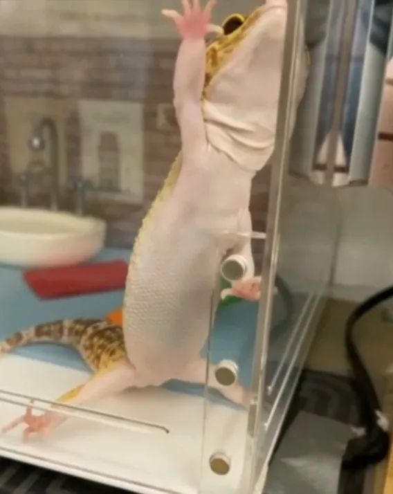 豹紋守宮可愛又親人的模樣    已成為爬蟲類人氣寵物。FB粉專：豹紋守宮-小虎的袖珍世界 提供