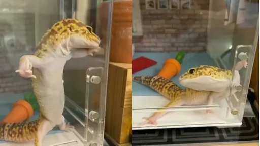 尖叫聲!豹紋守宮熱舞帥一波 撩粉就靠這一招