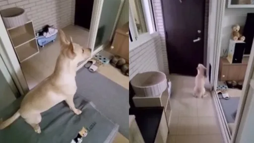 迎接主人回家有SOP!犬派人士看了超有感 狗狗就是這麼貼心