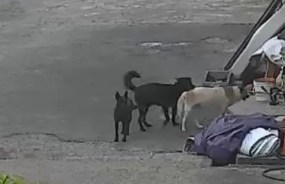 毒犯飼養3隻兇猛土狗警戒。讀者提供