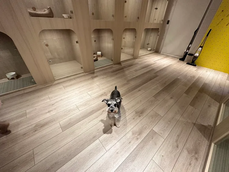 「雪寶」在媽媽潘慧如開的寵物旅館當模特兒。蔡依庭攝