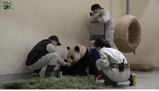 總統府駁「團團不如拜登的狗」　名嘴提總統職權反嗆：失職、無能選哪一個