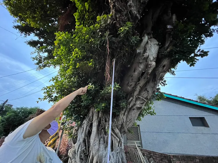 警方發現樹上有可疑撞擊點。警方提供