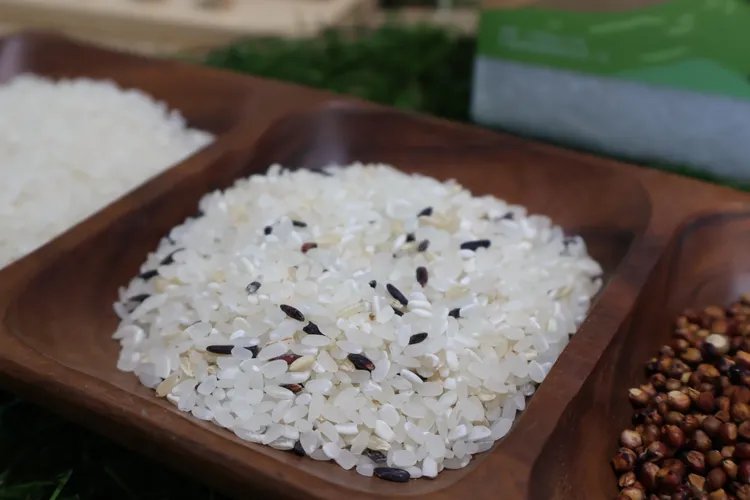 劉政育也採用與生態共榮的無毒友善耕作方式，使用各種益菌幫助稻米生長茁壯。黃羿馨攝