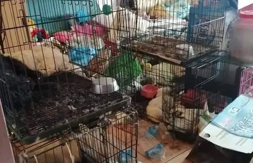 收留28隻狗養死25隻！劣飼主放任啃屍　賴給女友下場曝