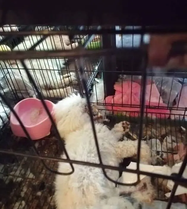 台中寵物公會2019年曾向媒體透露另一起虐狗案，當時共有13隻狗死亡。台中寵物公會提供