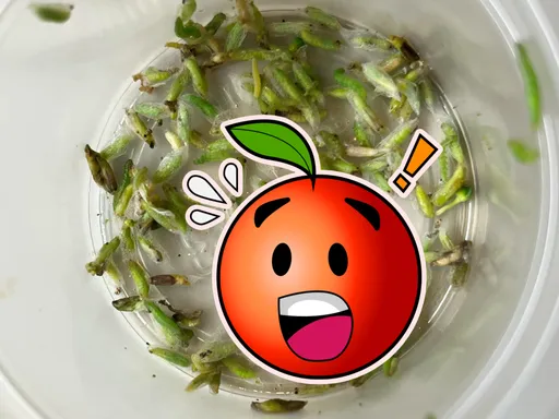 花椰菜驚見「祖宗十八代」50隻菜蟲 他崩潰「怎麼洗?」釣出內行人解答