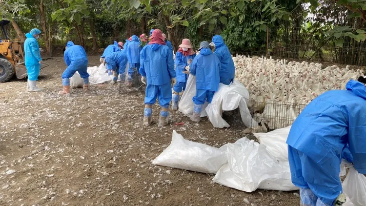 為防禽流感擴散，場內土番鴨3166隻全數撲殺。防疫所提供