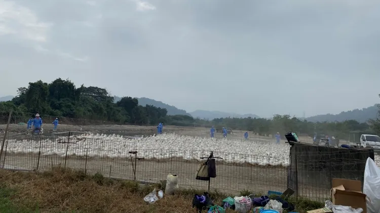 雲林縣動植物防疫所呼籲畜主注意防護野鳥入侵帶來禽流感病毒。防疫所提供