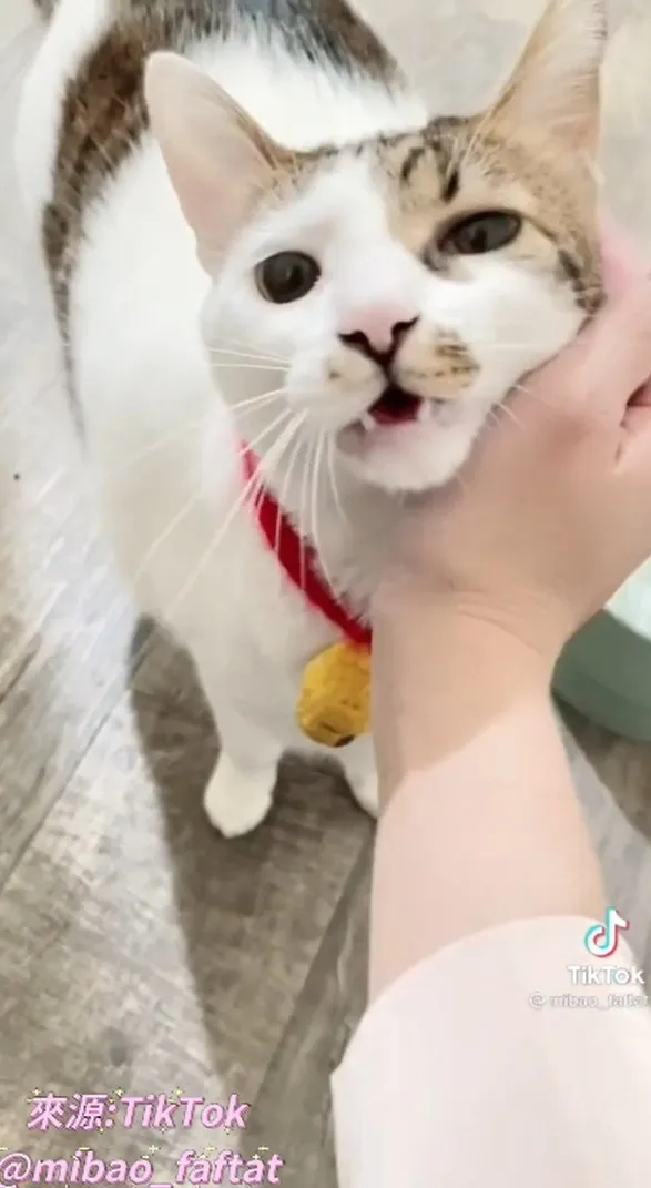 瞧瞧我的門牙是不是很可愛啊。TikTok@mibao_faftat提供 照片上傳 