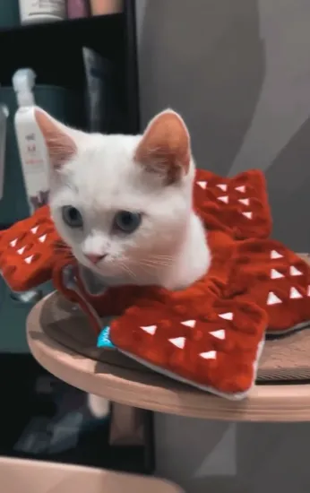 咪咪專注凝望眼神 。IG @pokioliemeow