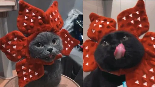 喵星人戴上這個還狂吐舌頭! 10秒影片讓網直呼驚悚