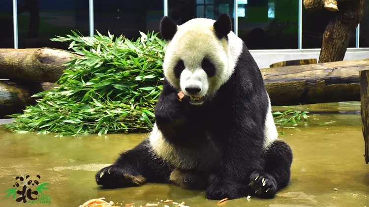 團團生前生日津津有味吃珠寶盒。動物園提供