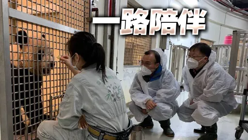 再見團團｜4歲半來台！乖巧呆萌「還會生悶氣」　老友保育員送最後一程