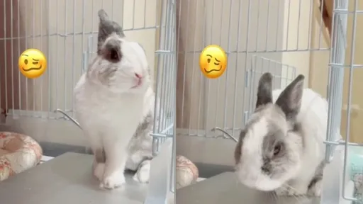 兔子超怕熱!看到「降溫神器」瞬間躺倒 20秒影片萌翻網友