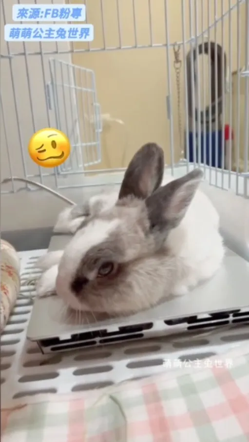 好個碰瓷兔！！萌萌涼爽到側翻路倒自摔後隨即進入夢鄉....還加在不是漏電⎝( OωO)⎠。FB粉專：萌萌公主兔世界 提供