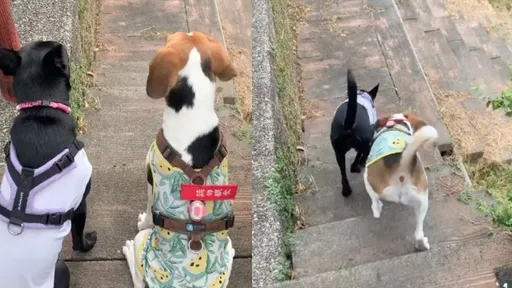 盡情狂奔累了就躺!米格魯的戶外放電日常 15秒影片治癒網友